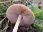Ragadós bocskorosgomba (Volvopluteus gloiocephalus), Budai-hegység